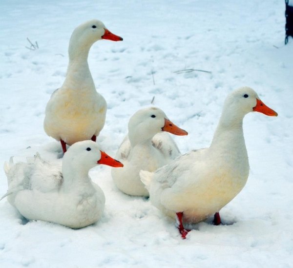 Уточки из снега