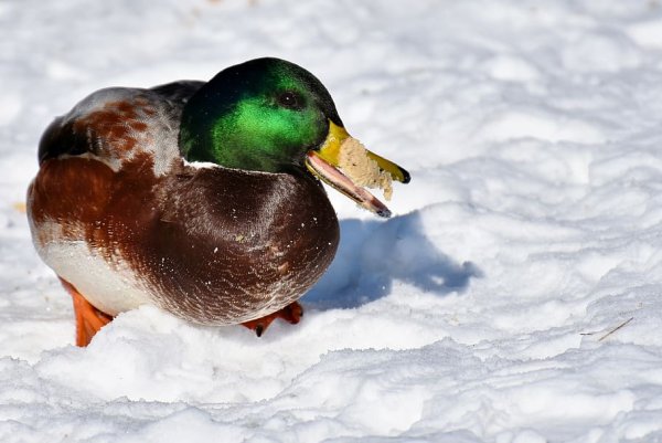 Утята в снегу