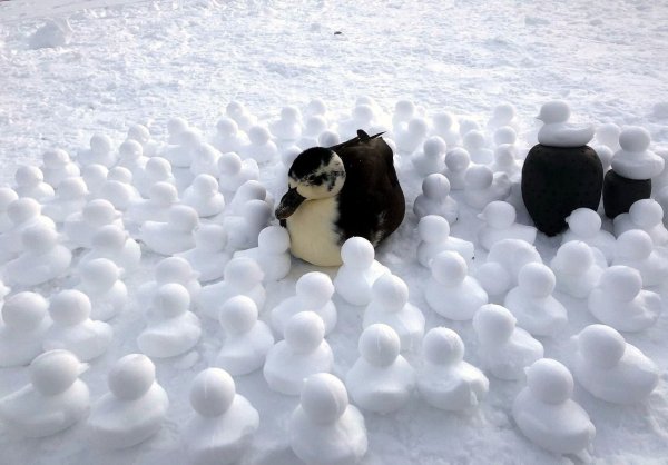 Утка на снегу