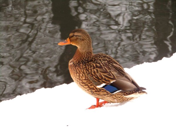 Утки на снегу