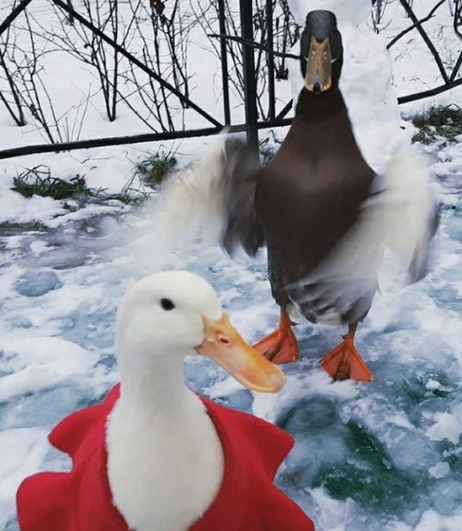 Утка на снегу