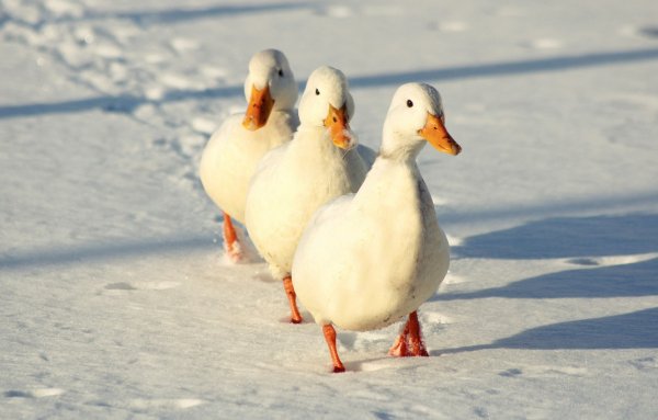 Снежный Гусь