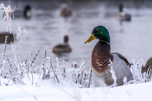 Селезень кряквы зимой