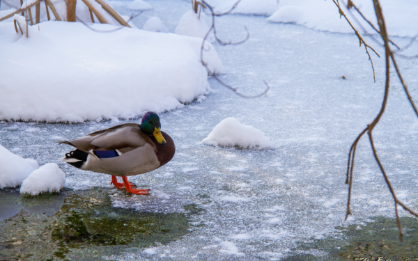 Река Евковка Вологда