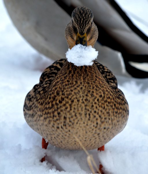 Утята в снегу