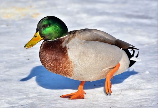 Селезень кряквы зимой