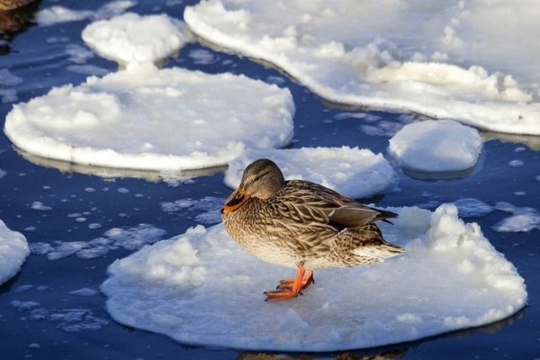 Утки на снегу