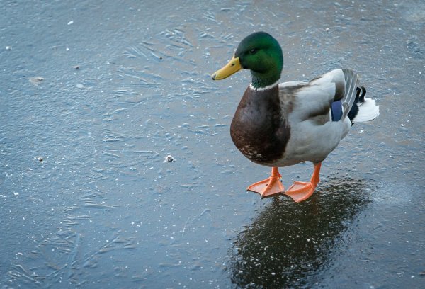 Приколы с утками