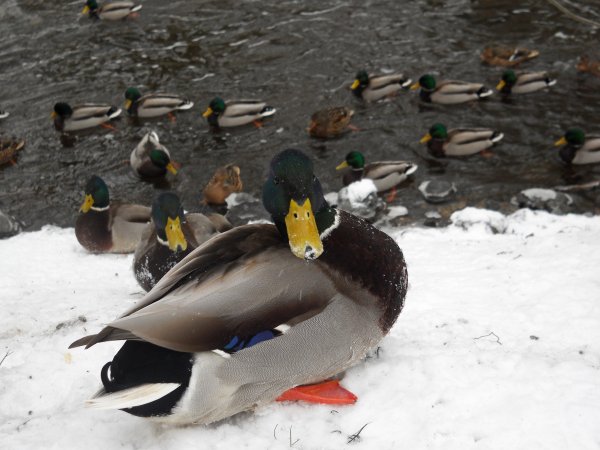 Утки зимой