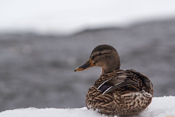 Утка на снегу