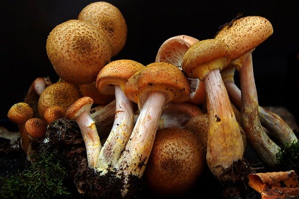 Опята грибы съедобные