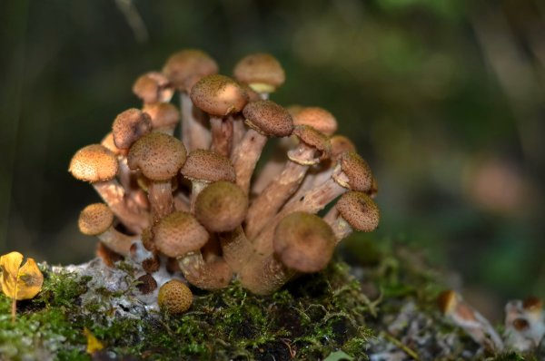 Осенние опята осенние опята