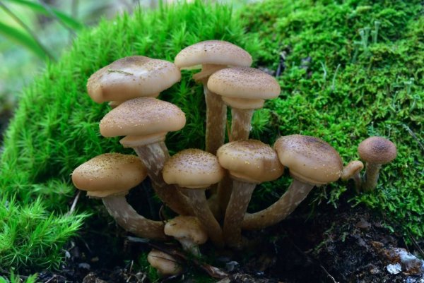 Лже опята осенние