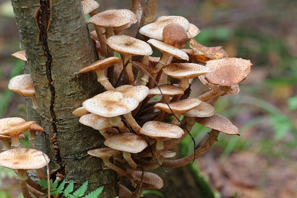 Armillaria mellea