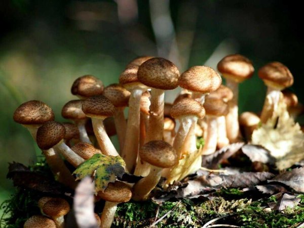 Опёнок осенний (Armillaria mellea)