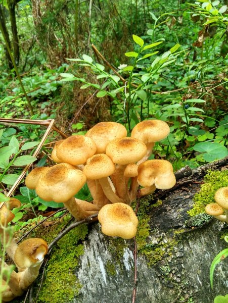 Гриб опёнок осенний