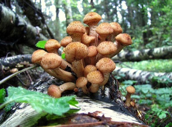 Опёнок осенний