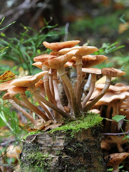 Галерина окаймленная и летний опенок