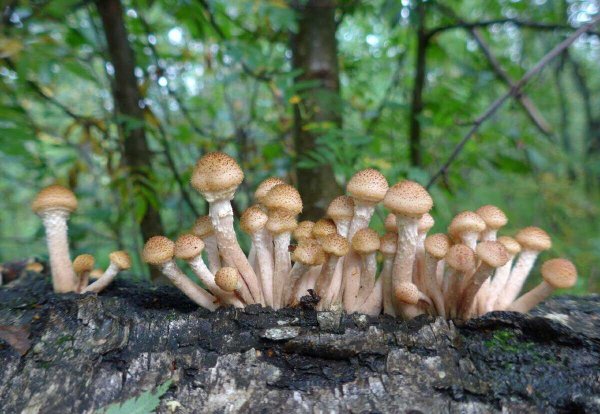 Опёнок осенний (Armillaria mellea)