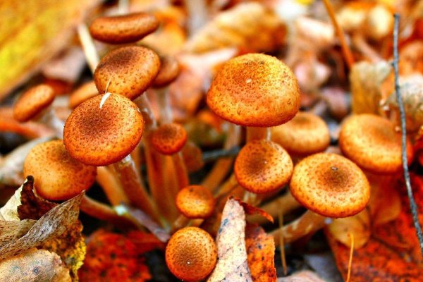 Опёнок осенний (Armillaria mellea)