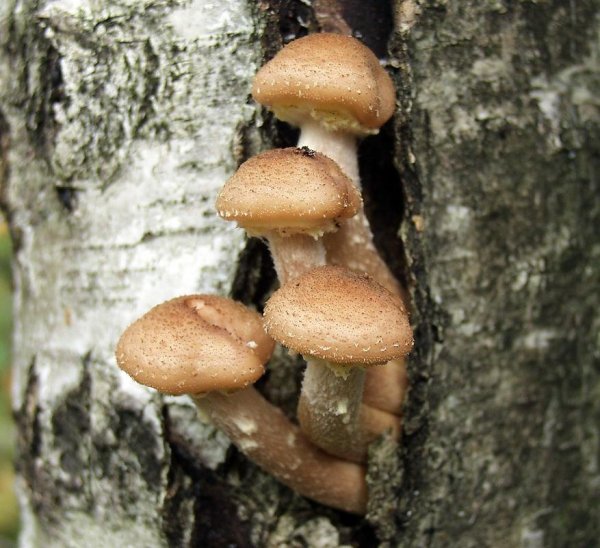 Опенок осенний (Armillaria mellea; Armillaria Borealis