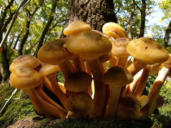 Опёнок осенний медовый Armillaria