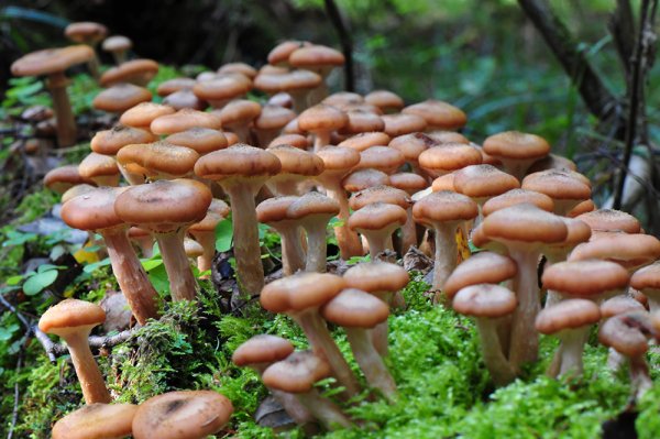 Лесные опята