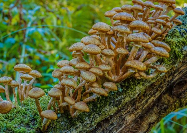 Опята дальневосточные осенние