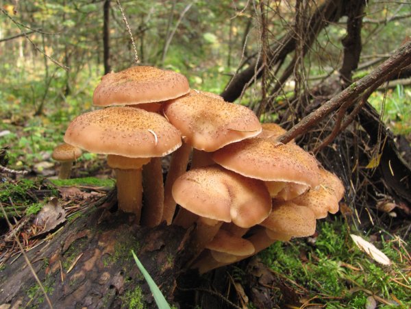 Гриб опёнок осенний