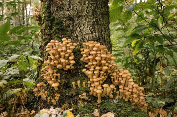 Опёнок осенний (Armillaria mellea)