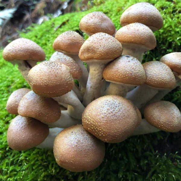 Опёнок осенний (Armillaria mellea)