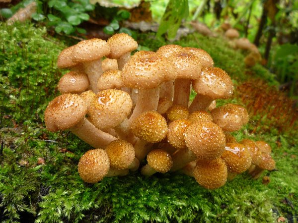 Опята осенние примороженные