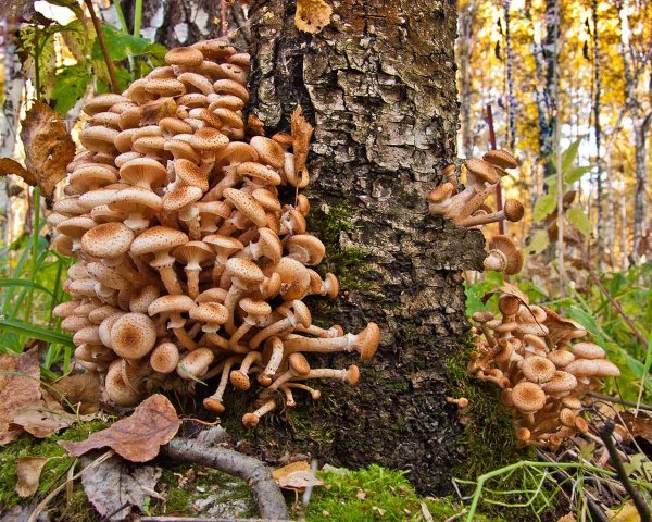 Лесные опята съедобные