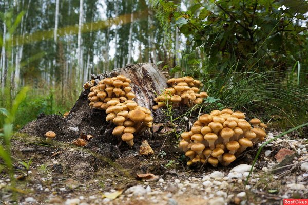 Опята Сибирские