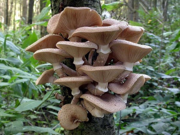 Гриб опёнок осенний