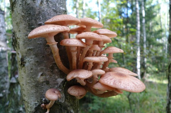 Осенние опята ложные