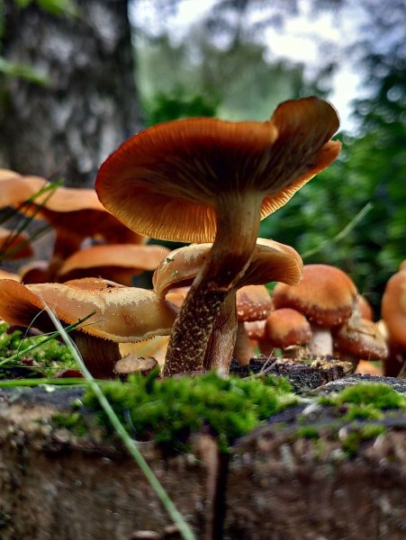 Летний опенок Kuehneromyces mutabilis