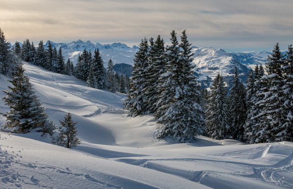 Горы снег лес