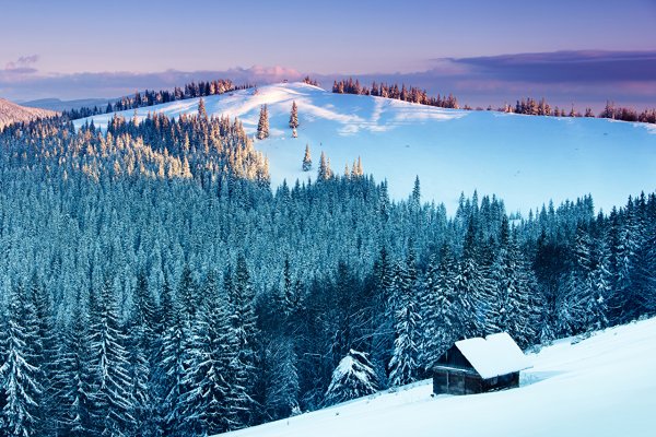 Зимний лес горы