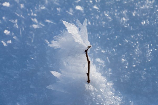 Голубые цветы во льду