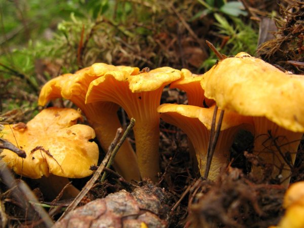 Бледная Лисичка гриб