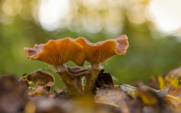 Лисичка гранёная гриб