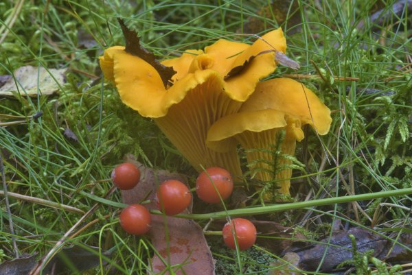 Осенние лисички грибы