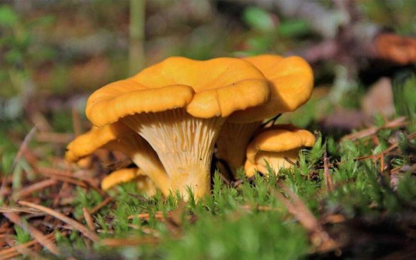 Шляпочные грибы лисички