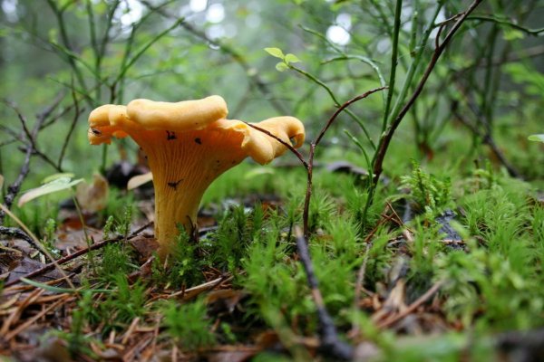 Белая Лисичка гриб