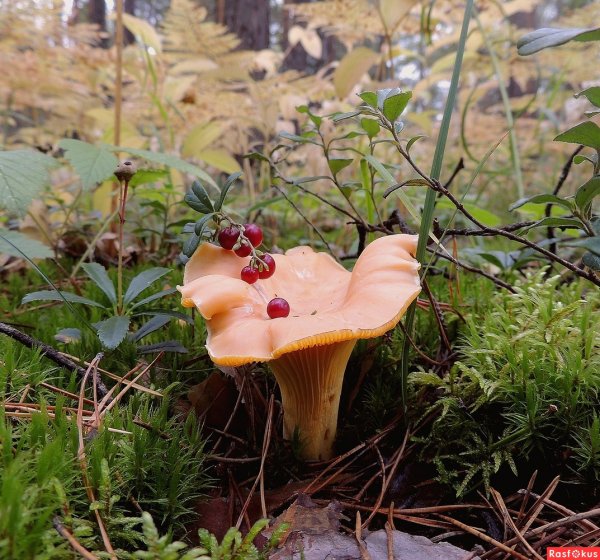 Лисичка обыкновенная гриб