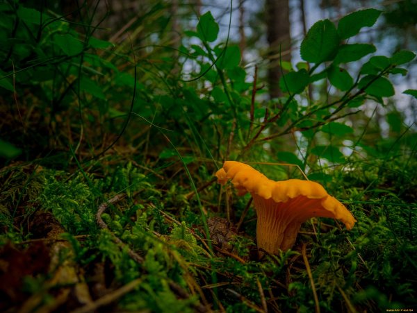 Королевская Лисичка гриб