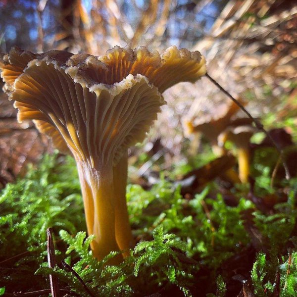 Степная Лисичка гриб