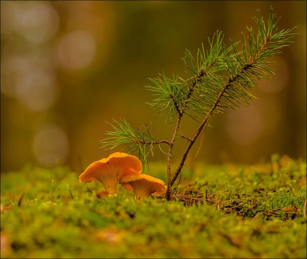 Маленькие лисички грибы