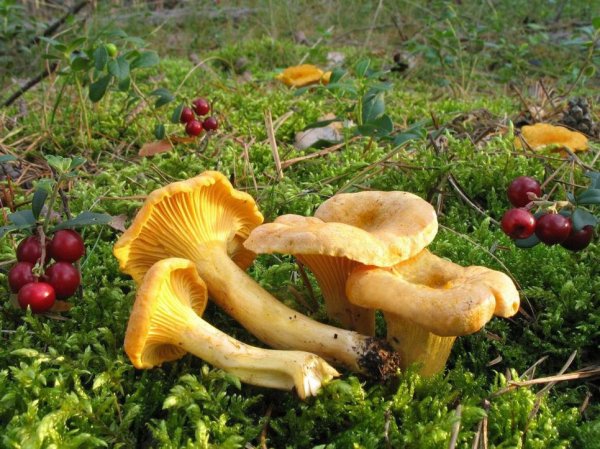 Лисичка желтая (Cantharellus cibarius)